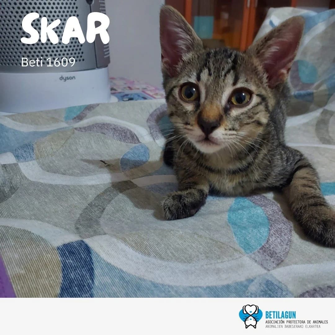 Skar, Mixed Breed for adoption at Betilagun