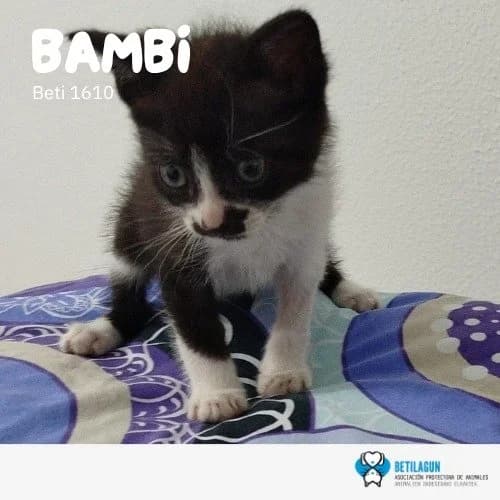 Bambi, Mixed Breed for adoption at Betilagun
