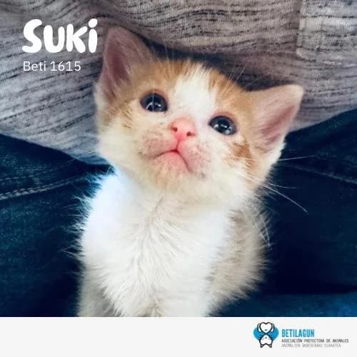 Suki, Mixed Breed for adoption at Betilagun