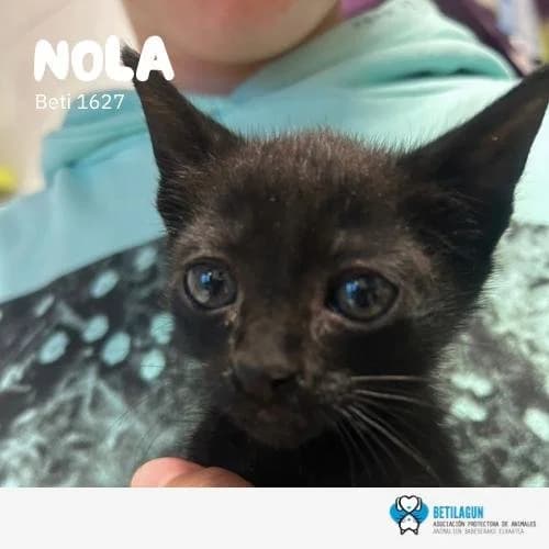 Nola, Mixed Breed for adoption at Betilagun