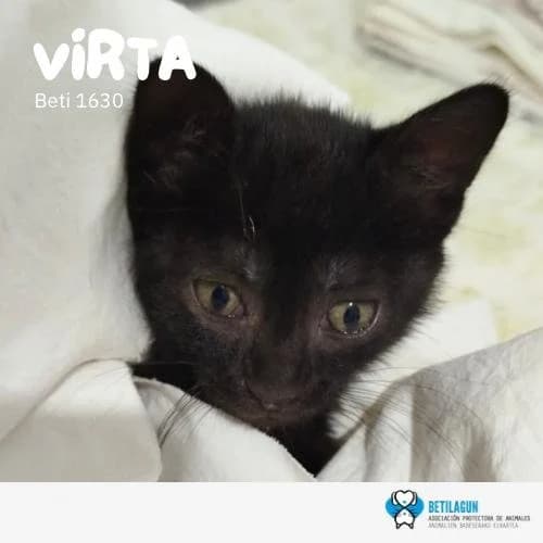 Virta, Mixed Breed for adoption at Betilagun