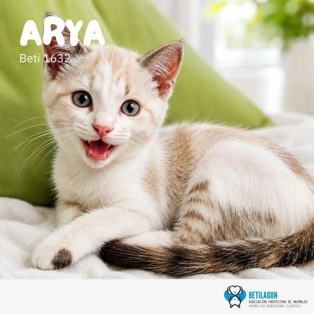 Arya, Mixed Breed for adoption at Betilagun