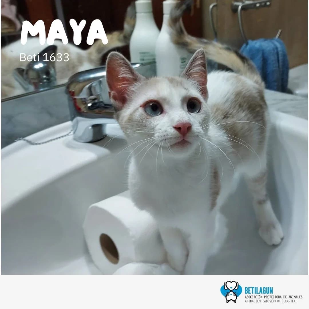 Maya, Mixed Breed for adoption at Betilagun