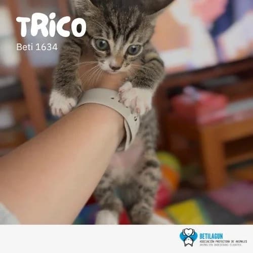 Trico, Mixed Breed for adoption at Betilagun