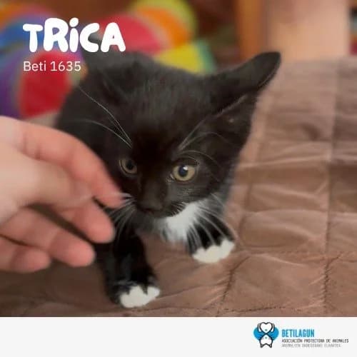 Trica, Mixed Breed for adoption at Betilagun