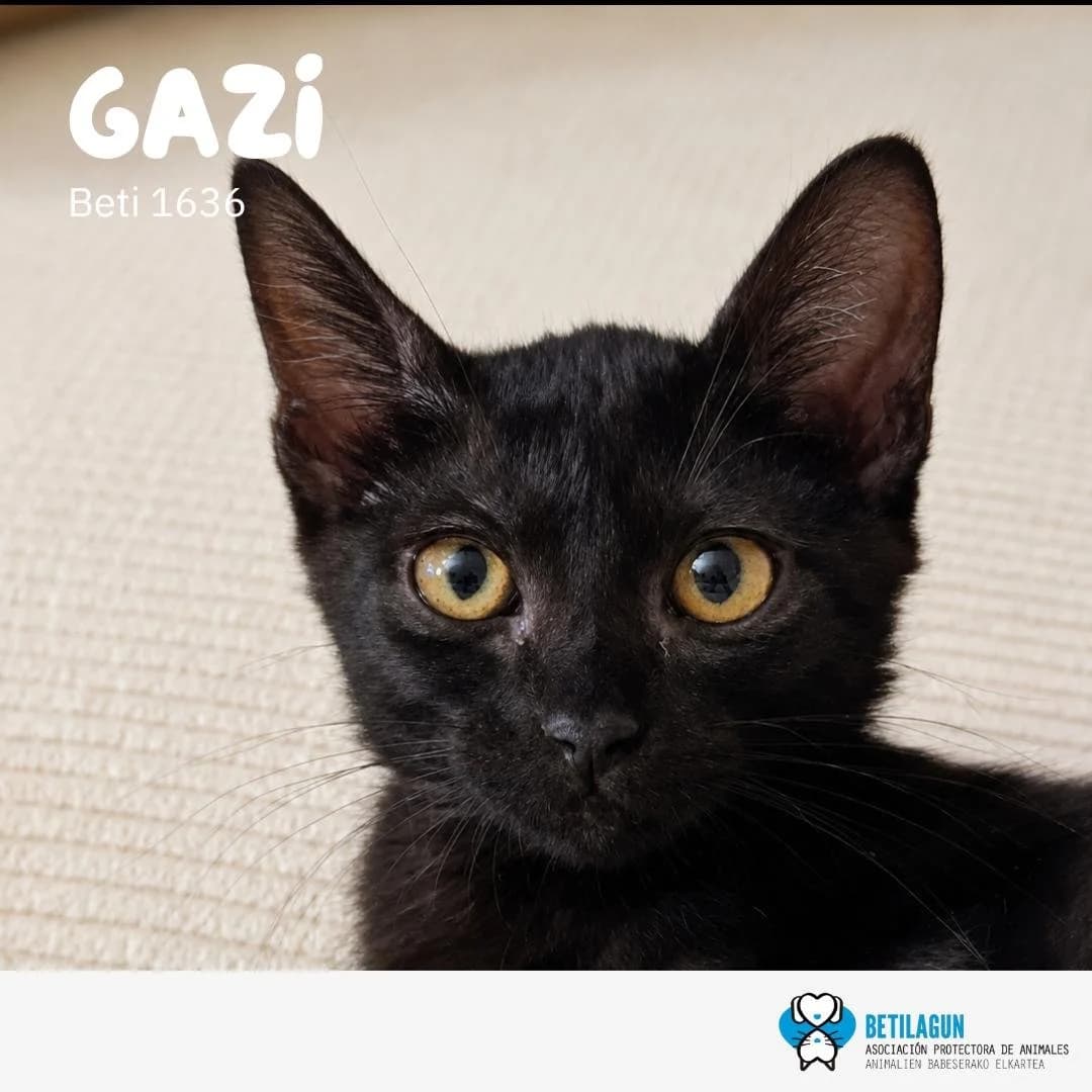 Gazi, Mixed Breed for adoption at Betilagun