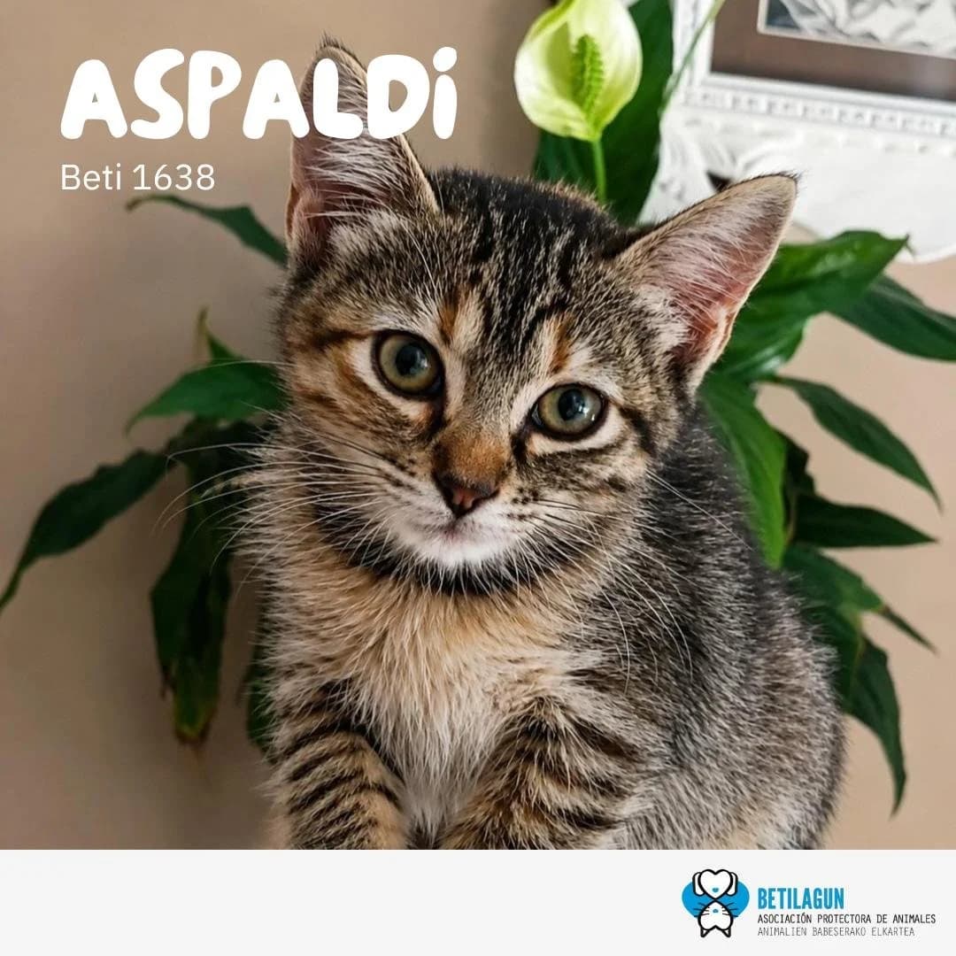 Aspaldi, Mixed Breed for adoption at Betilagun