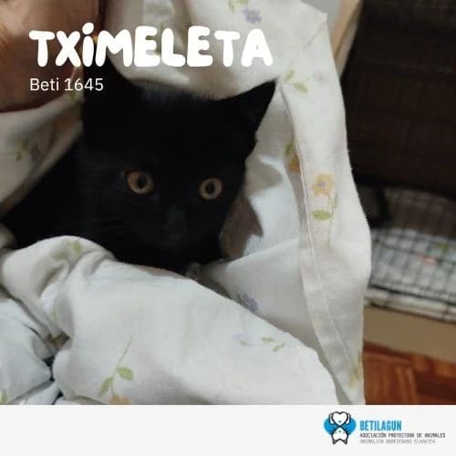 Tximeleta, Mixed Breed for adoption at Betilagun