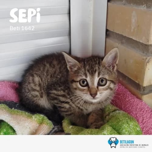 Sepi, Mixed Breed for adoption at Betilagun