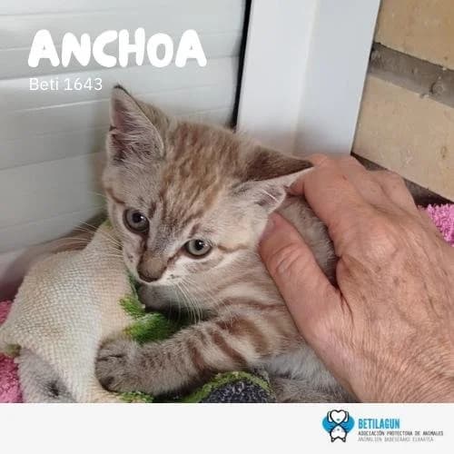 Anchoa, Mixed Breed for adoption at Betilagun