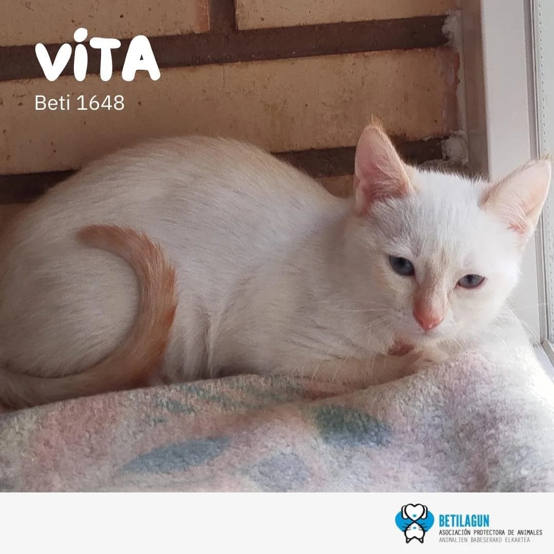 Vita, Mixed Breed for adoption at Betilagun
