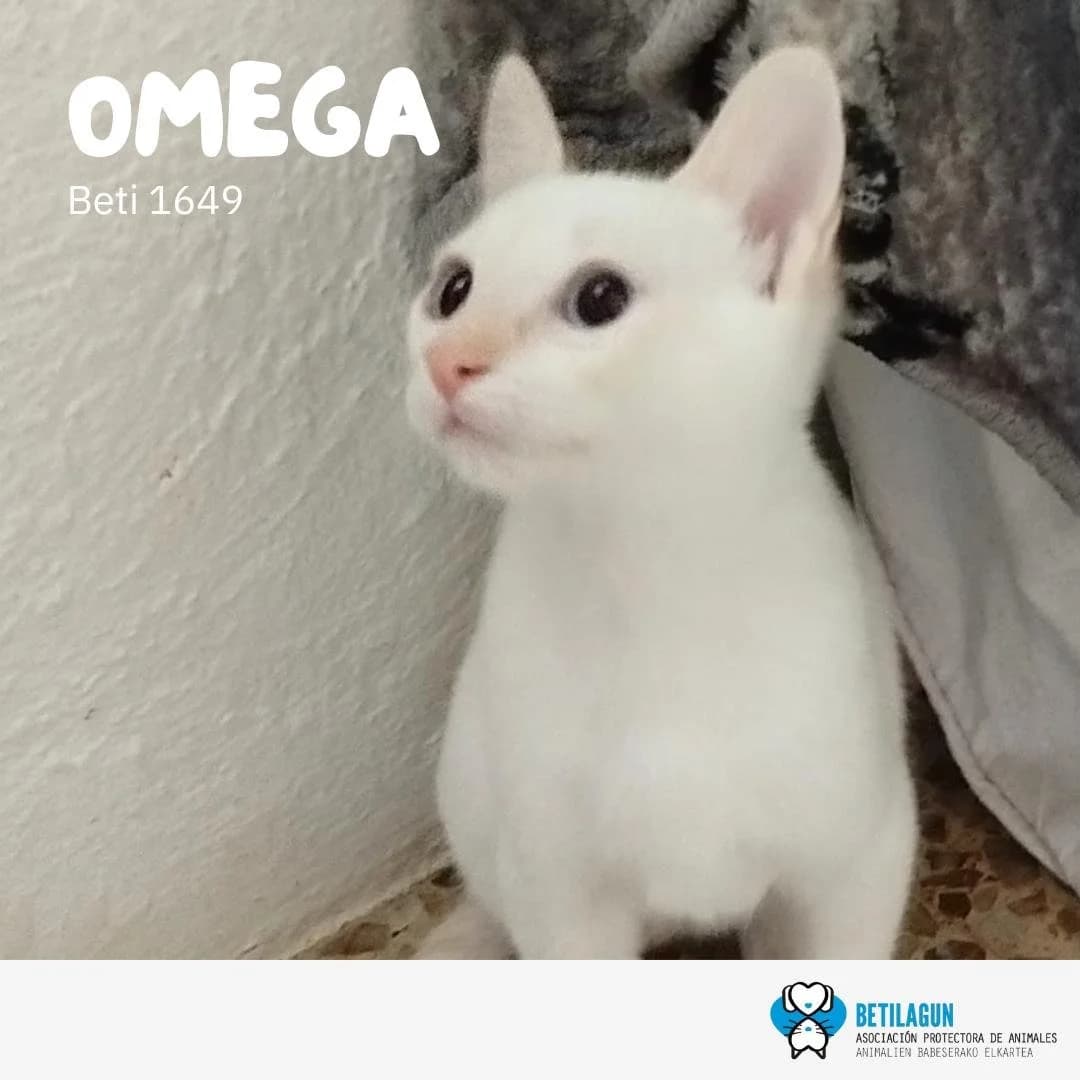 Omega, Mixed Breed for adoption at Betilagun