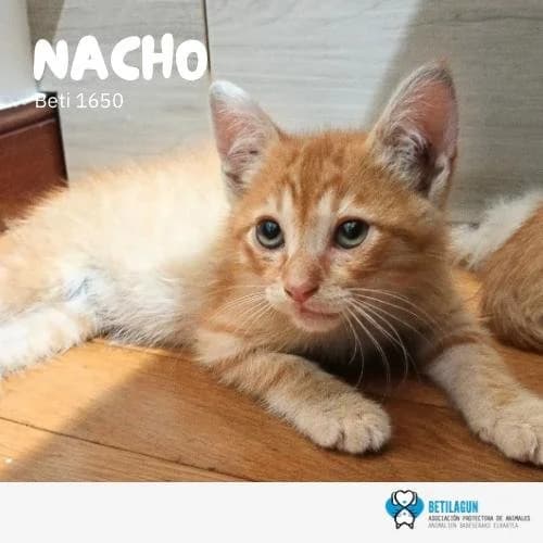 Nacho, Mixed Breed for adoption at Betilagun
