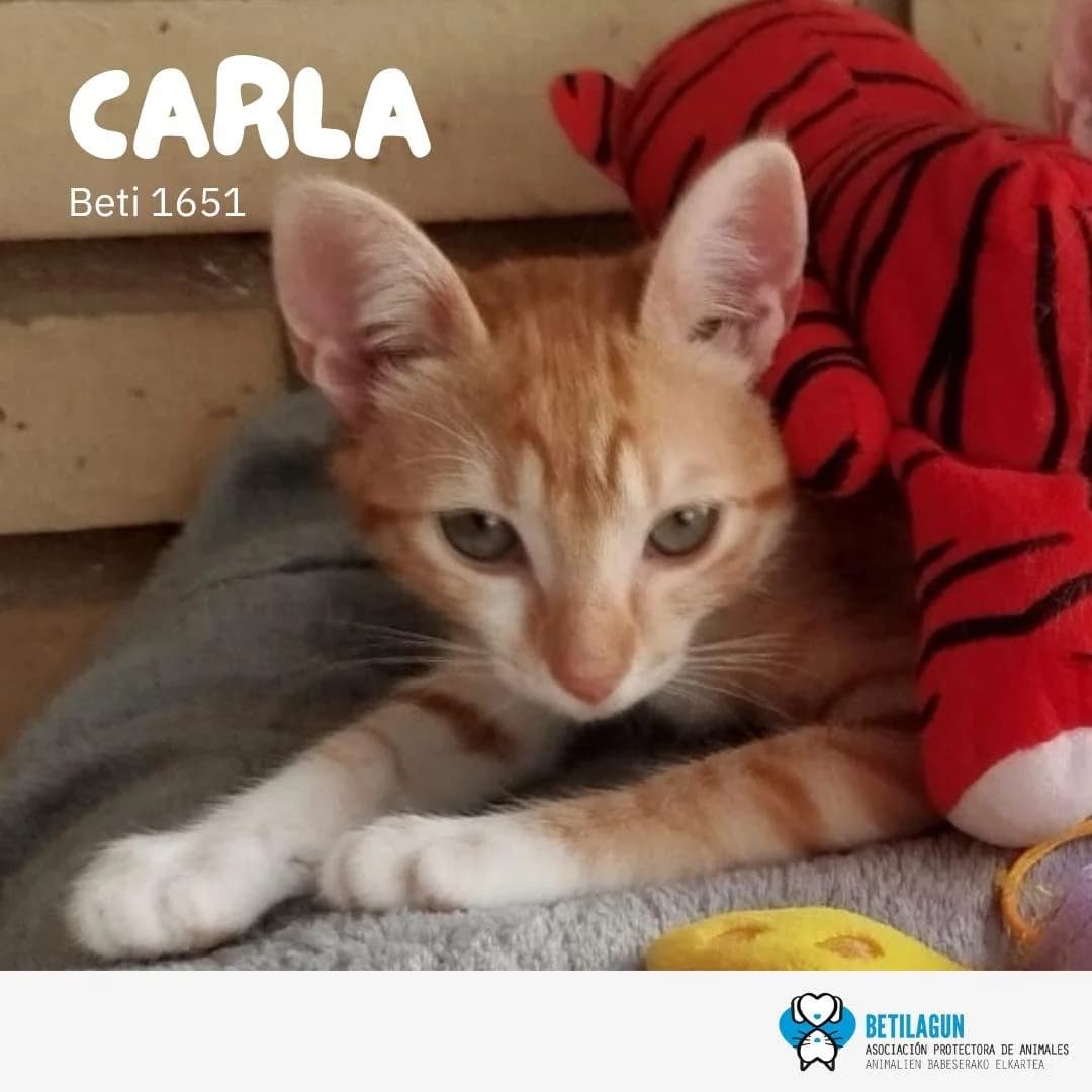 Carla, Mixed Breed for adoption at Betilagun
