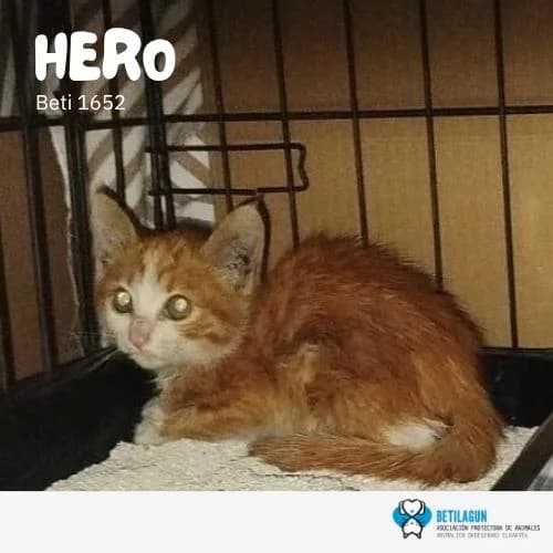 Hero, Mixed Breed for adoption at Betilagun