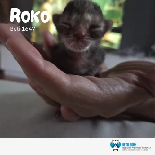 Roko, Mixed Breed for adoption at Betilagun