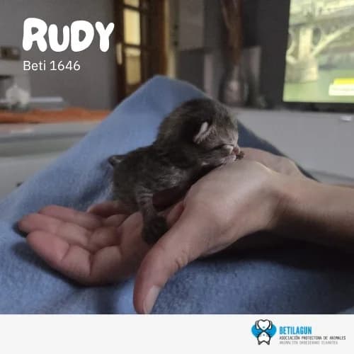 Rudy, Mixed Breed for adoption at Betilagun