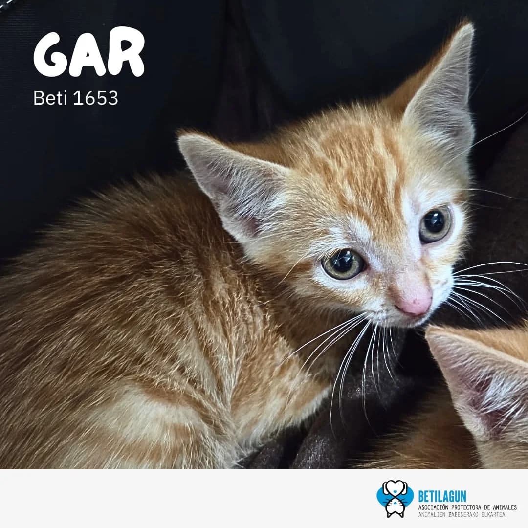 Gar, Mixed Breed for adoption at Betilagun