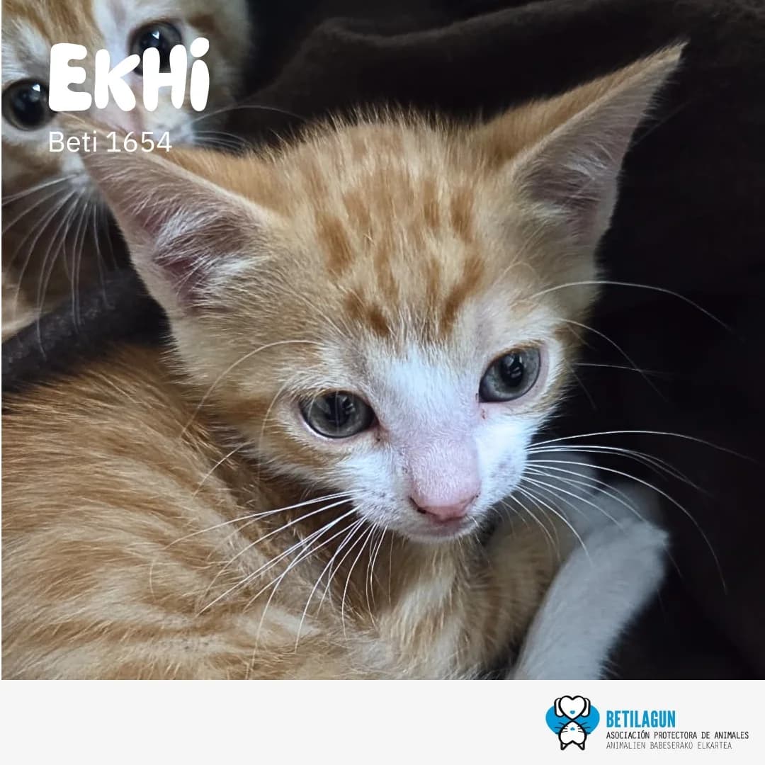 Ekhi, Mixed Breed for adoption at Betilagun