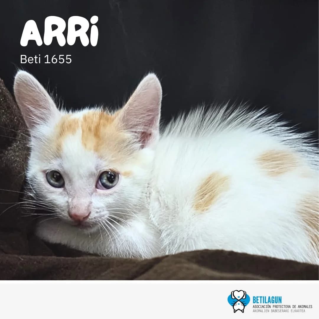 Arri, Mixed Breed for adoption at Betilagun