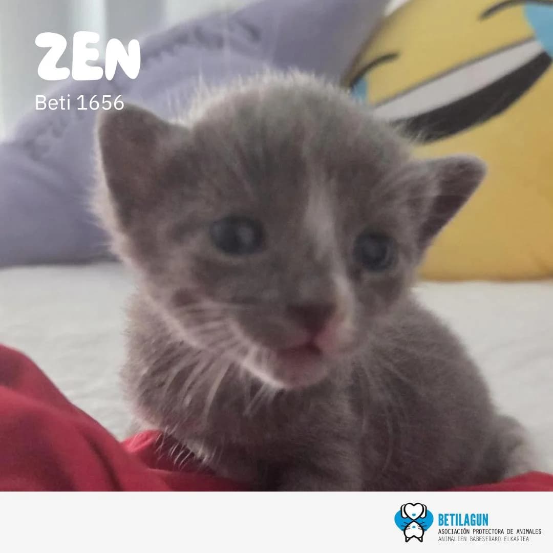 Zen, Mixed Breed for adoption at Betilagun