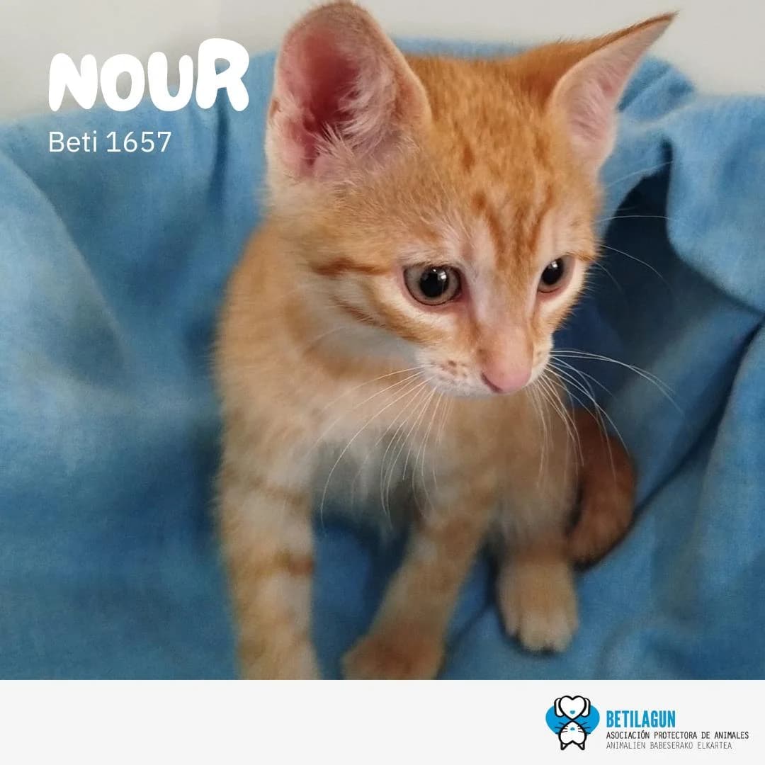 Nour, Mixed Breed for adoption at Betilagun