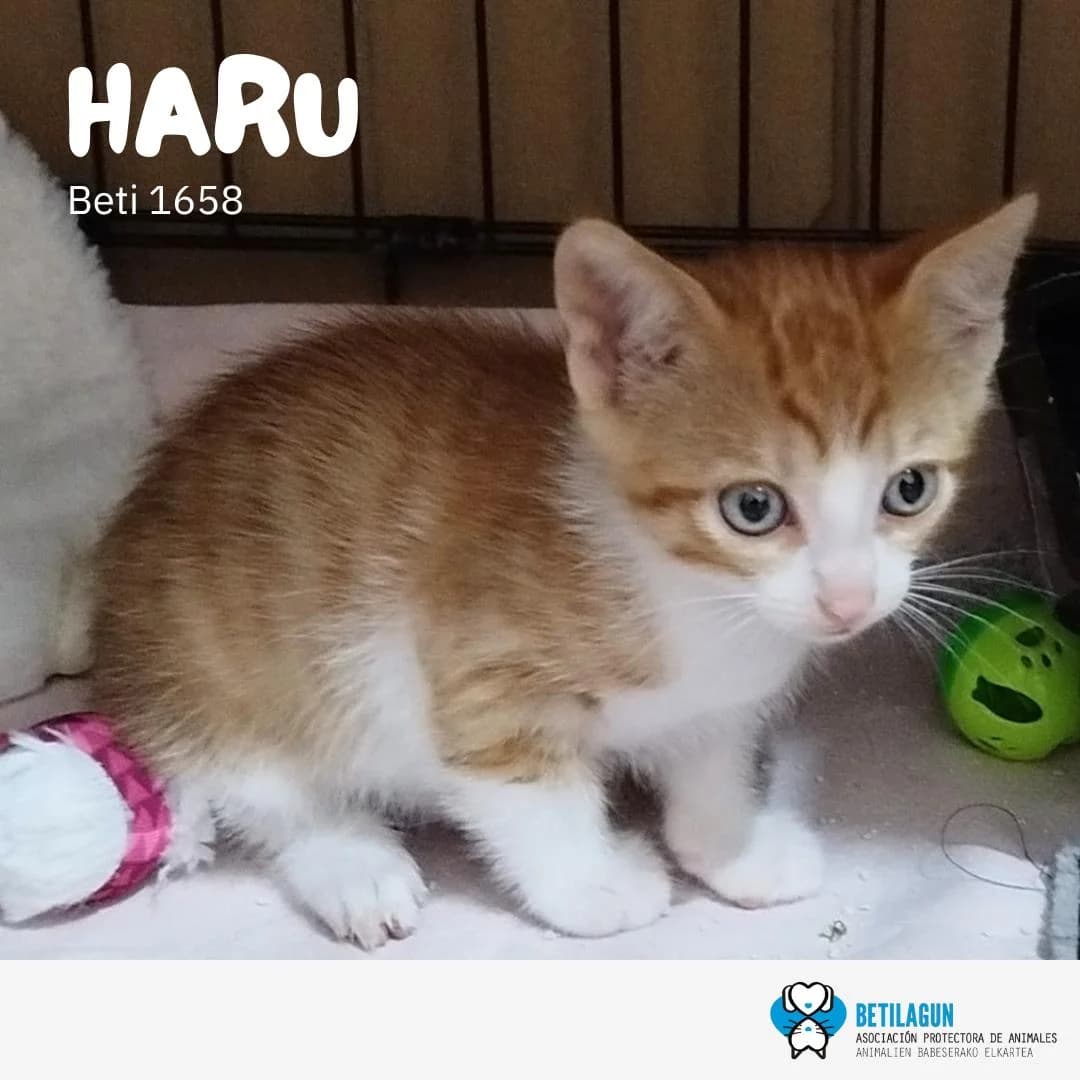 Haru, Mixed Breed for adoption at Betilagun