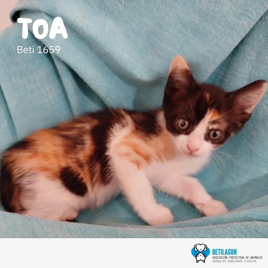 Toa, Mixed Breed for adoption at Betilagun