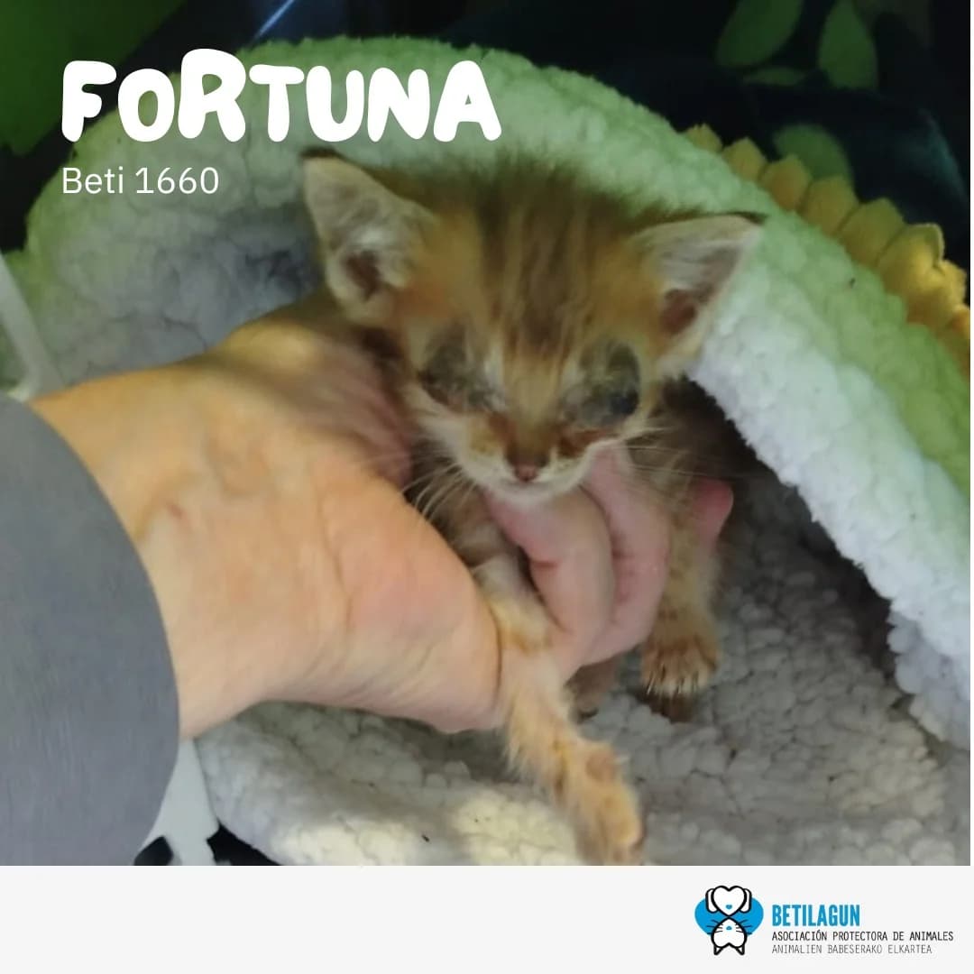 Fortuna, Mixed Breed for adoption at Betilagun