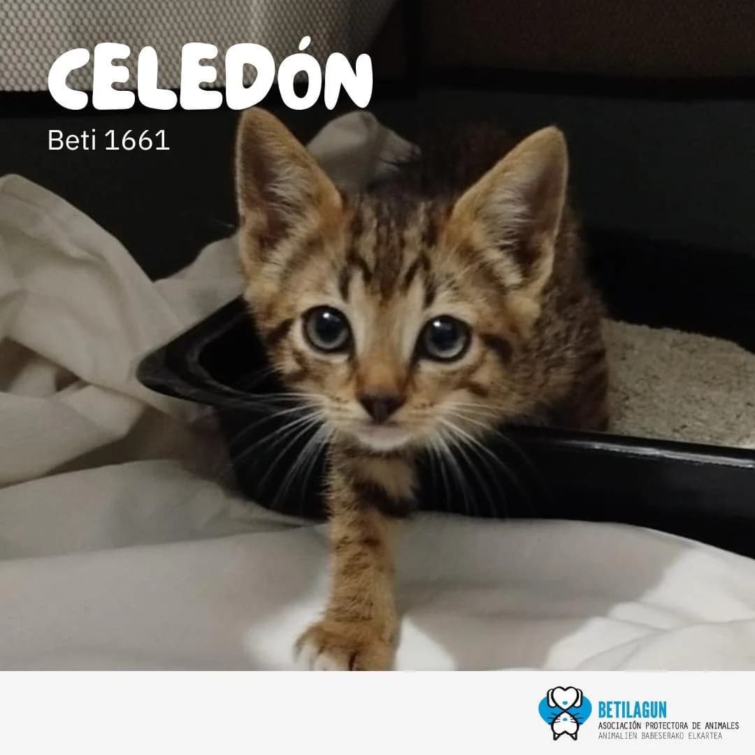 Celedón, Mixed Breed for adoption at Betilagun