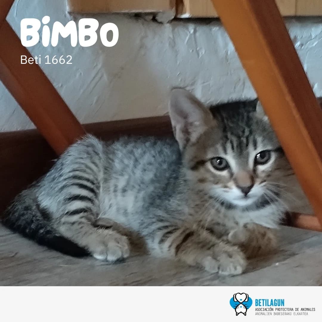 Bimbo, Mixed Breed for adoption at Betilagun