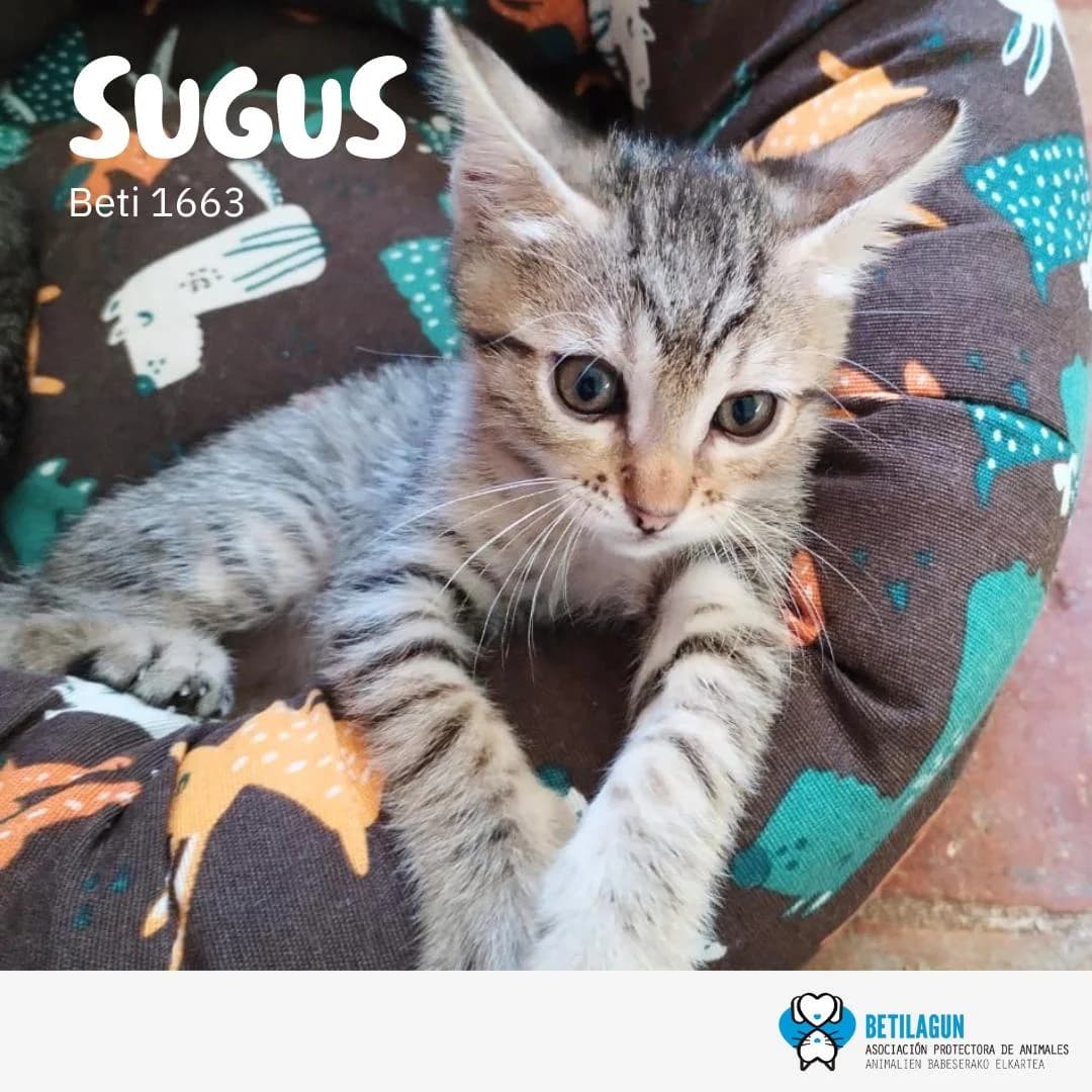 Sugus, Mixed Breed for adoption at Betilagun