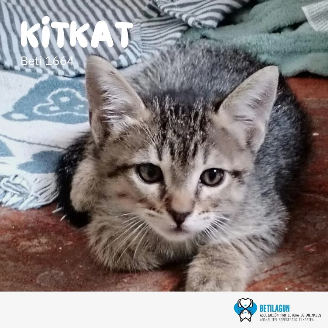 Kitkat, Mixed Breed for adoption at Betilagun