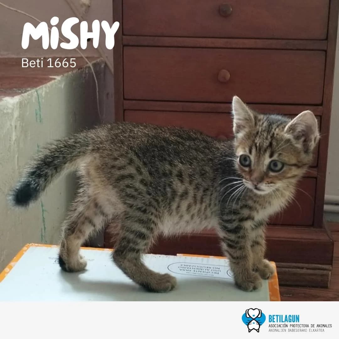 Mishy, Mixed Breed for adoption at Betilagun