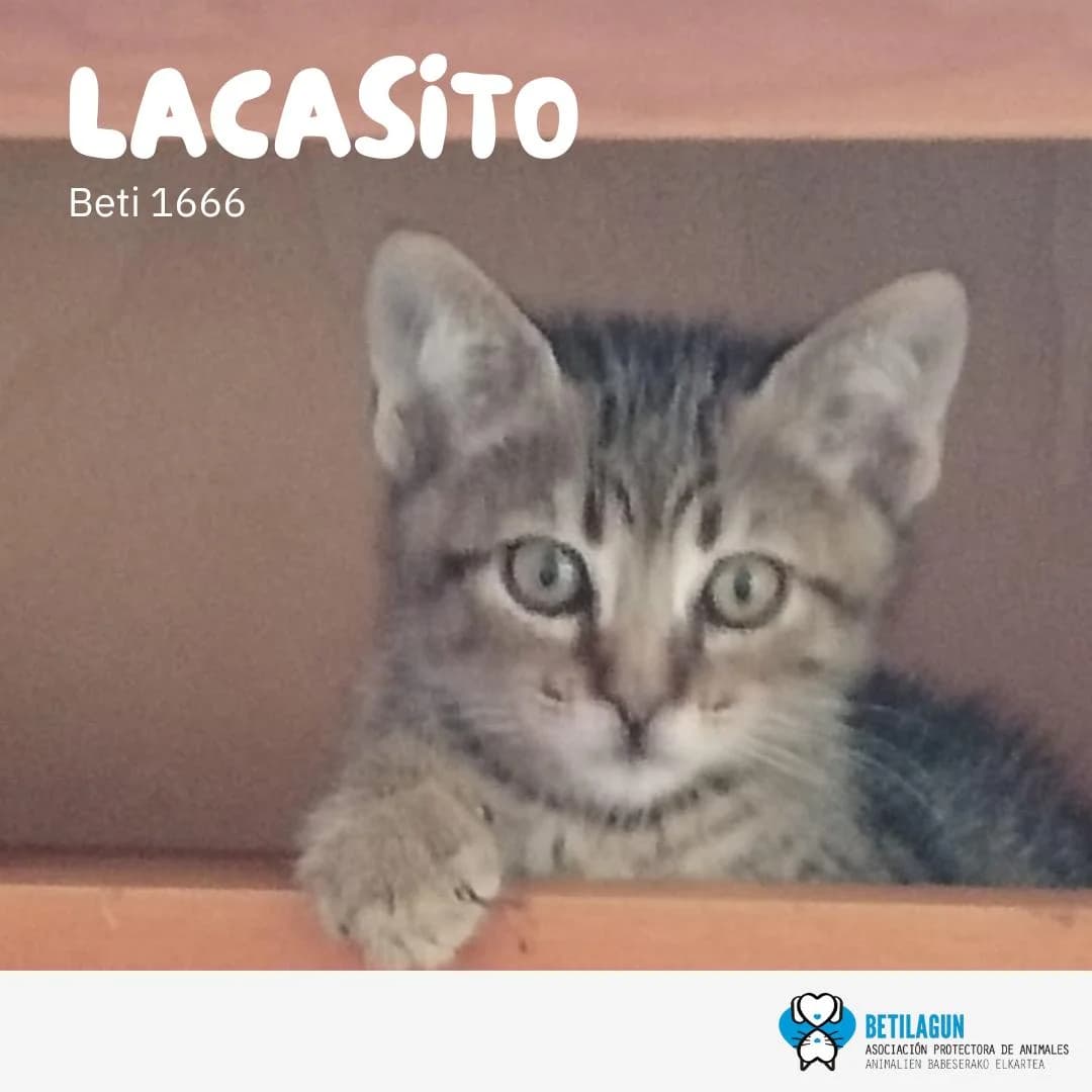 Lacasito, Mixed Breed for adoption at Betilagun