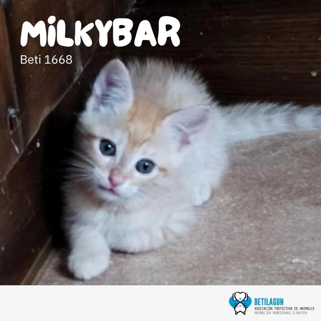 Milkybar, Mixed Breed for adoption at Betilagun