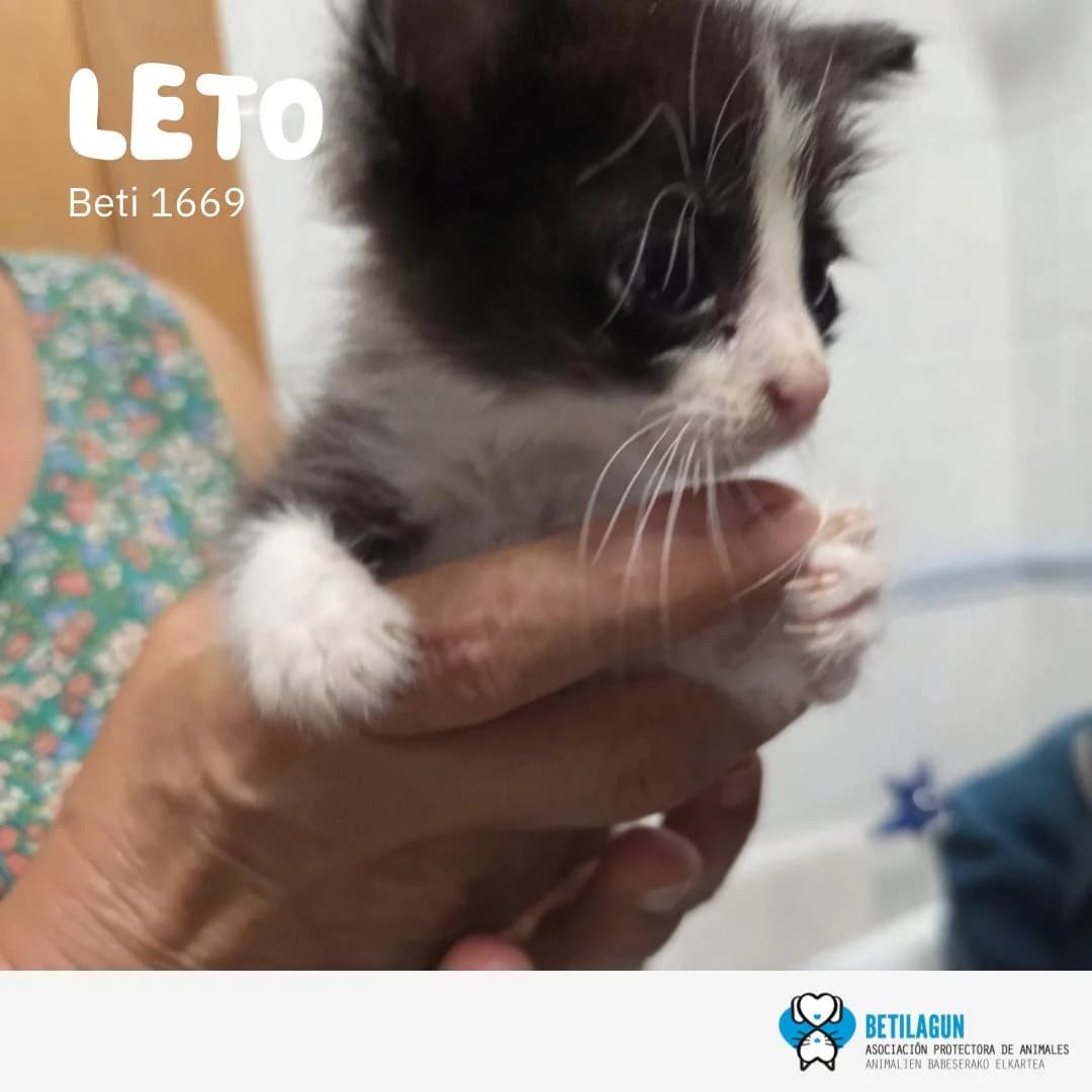 Leto, Mixed Breed for adoption at Betilagun