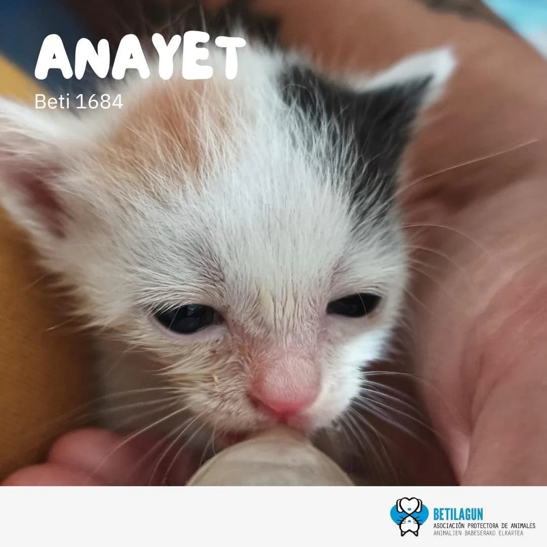 Anayet, Mixed Breed for adoption at Betilagun