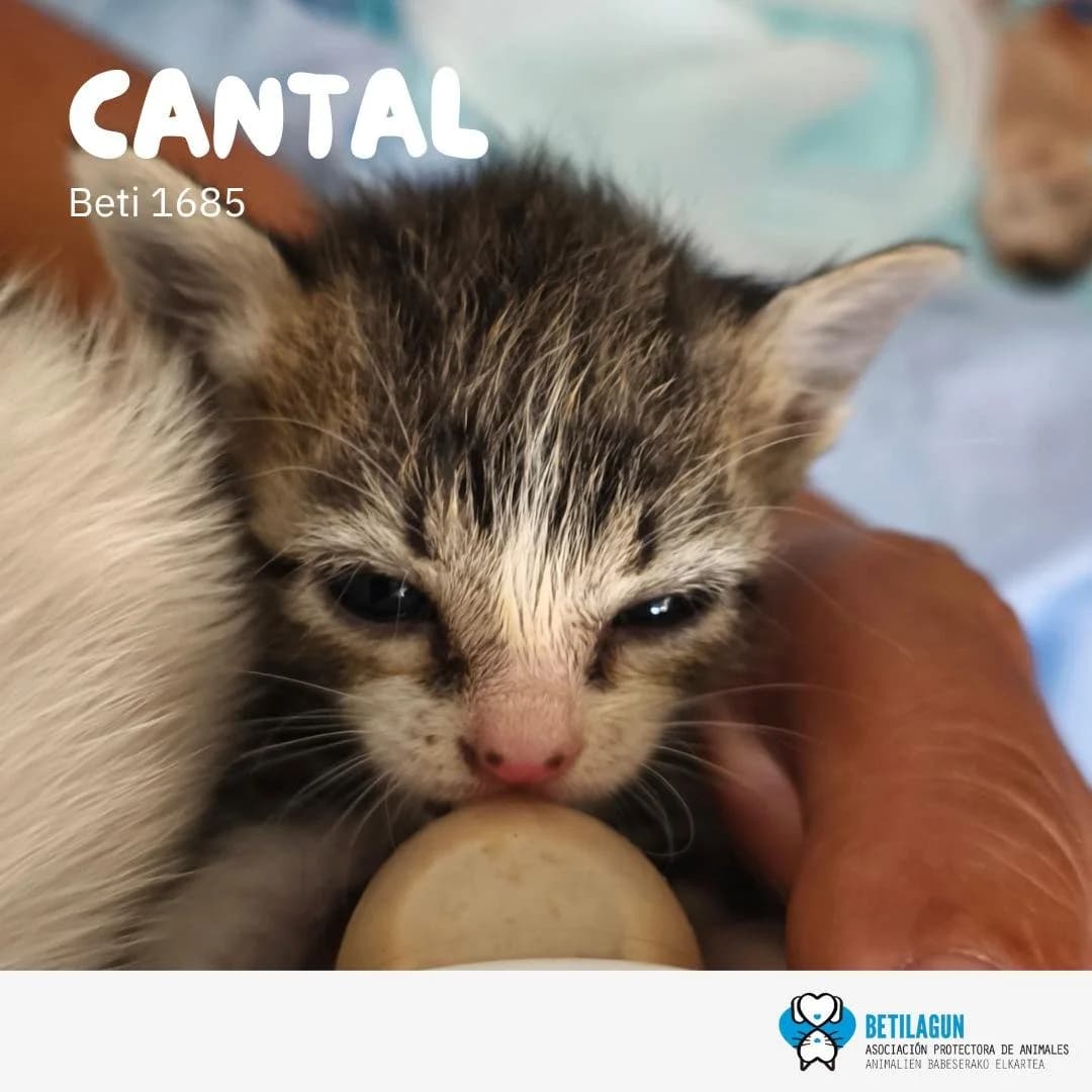 Cantal, Mixed Breed for adoption at Betilagun