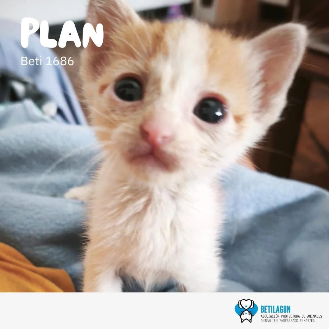 Plan, Mixed Breed for adoption at Betilagun
