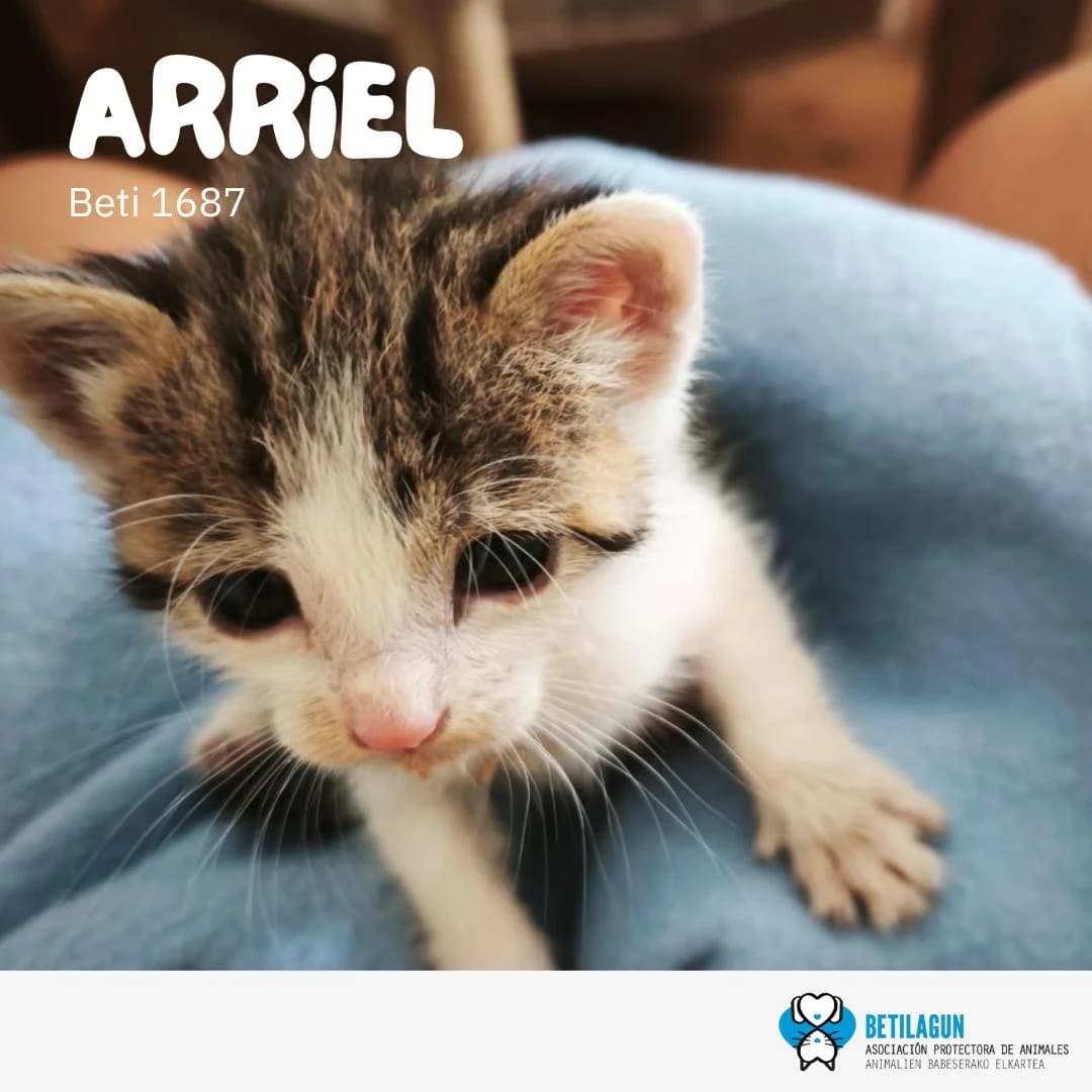 Arriel, Mixed Breed for adoption at Betilagun