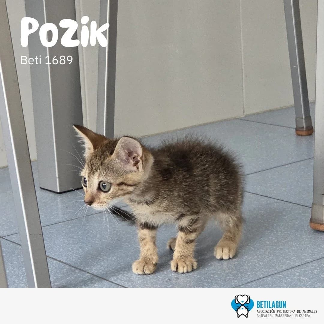 Pozik, Mixed Breed for adoption at Betilagun