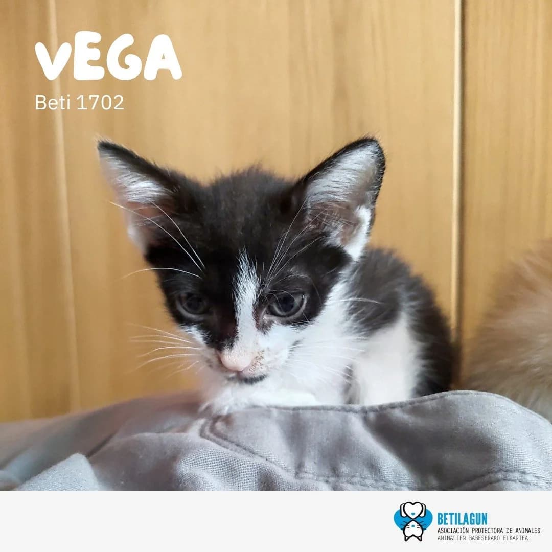 Vega, Mixed Breed for adoption at Betilagun
