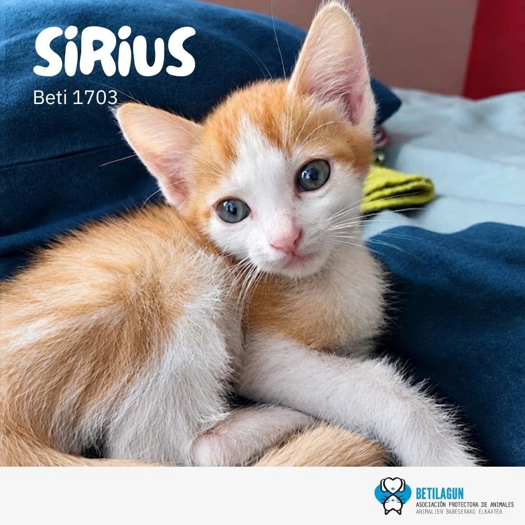 Sirius, Mixed Breed for adoption at Betilagun