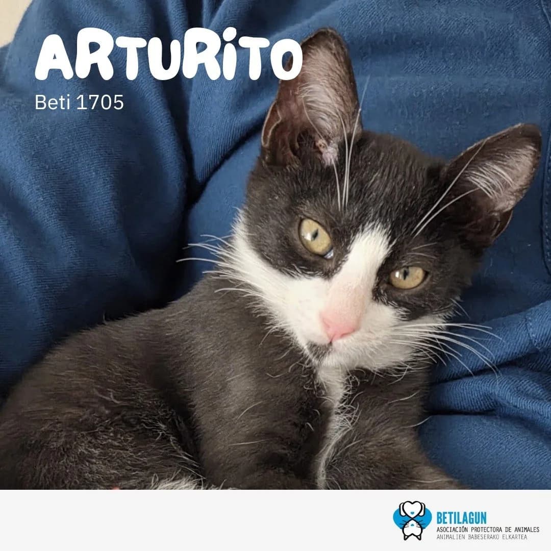 Arturito, Mixed Breed for adoption at Betilagun