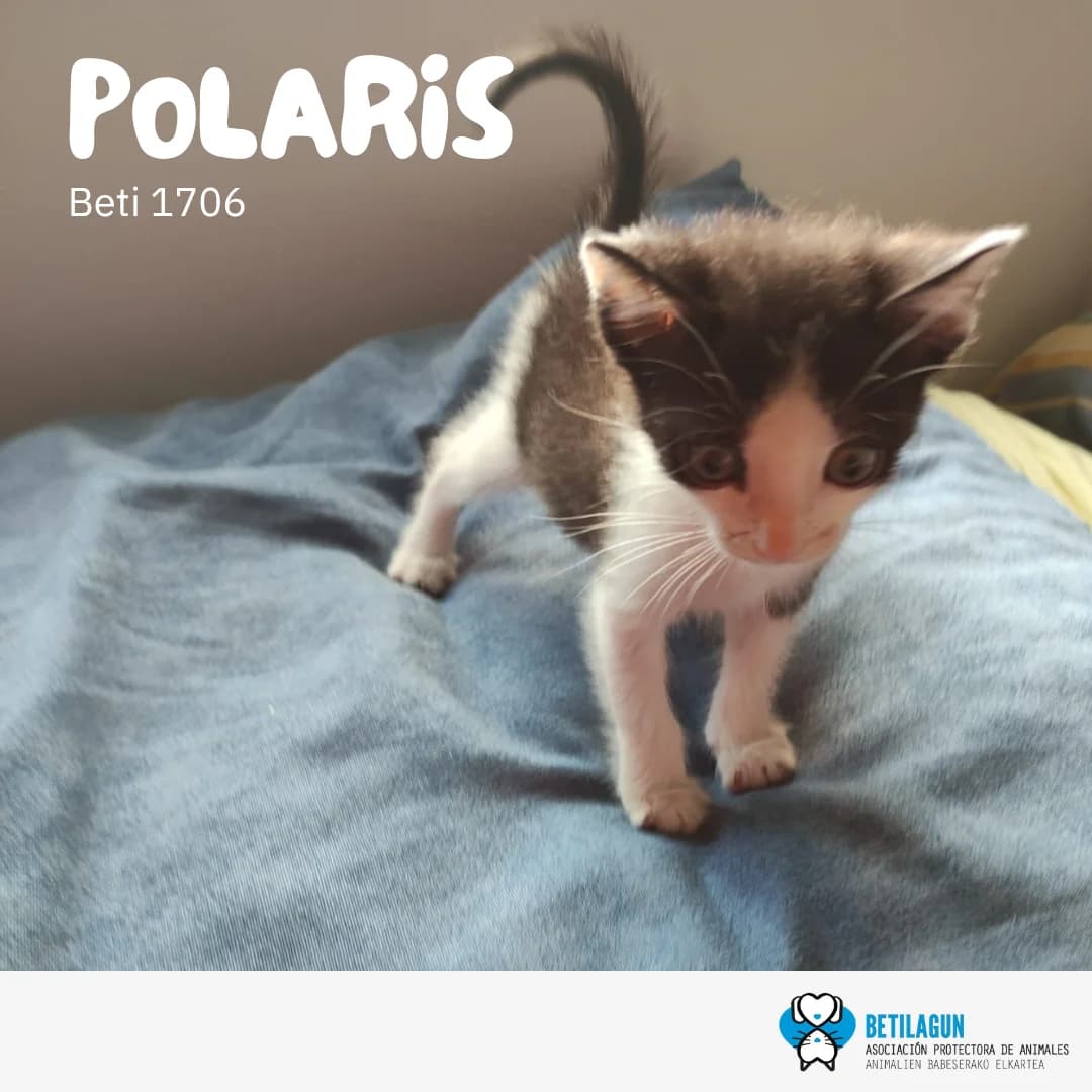 Polaris, Mixed Breed for adoption at Betilagun