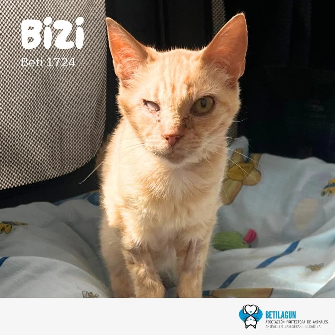Bizi, Mixed Breed for adoption at Betilagun