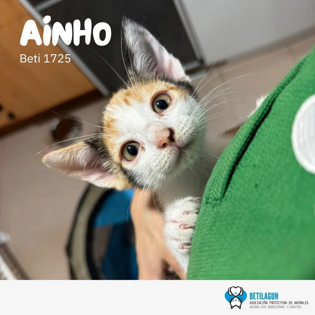 Ainho, Mixed Breed for adoption at Betilagun