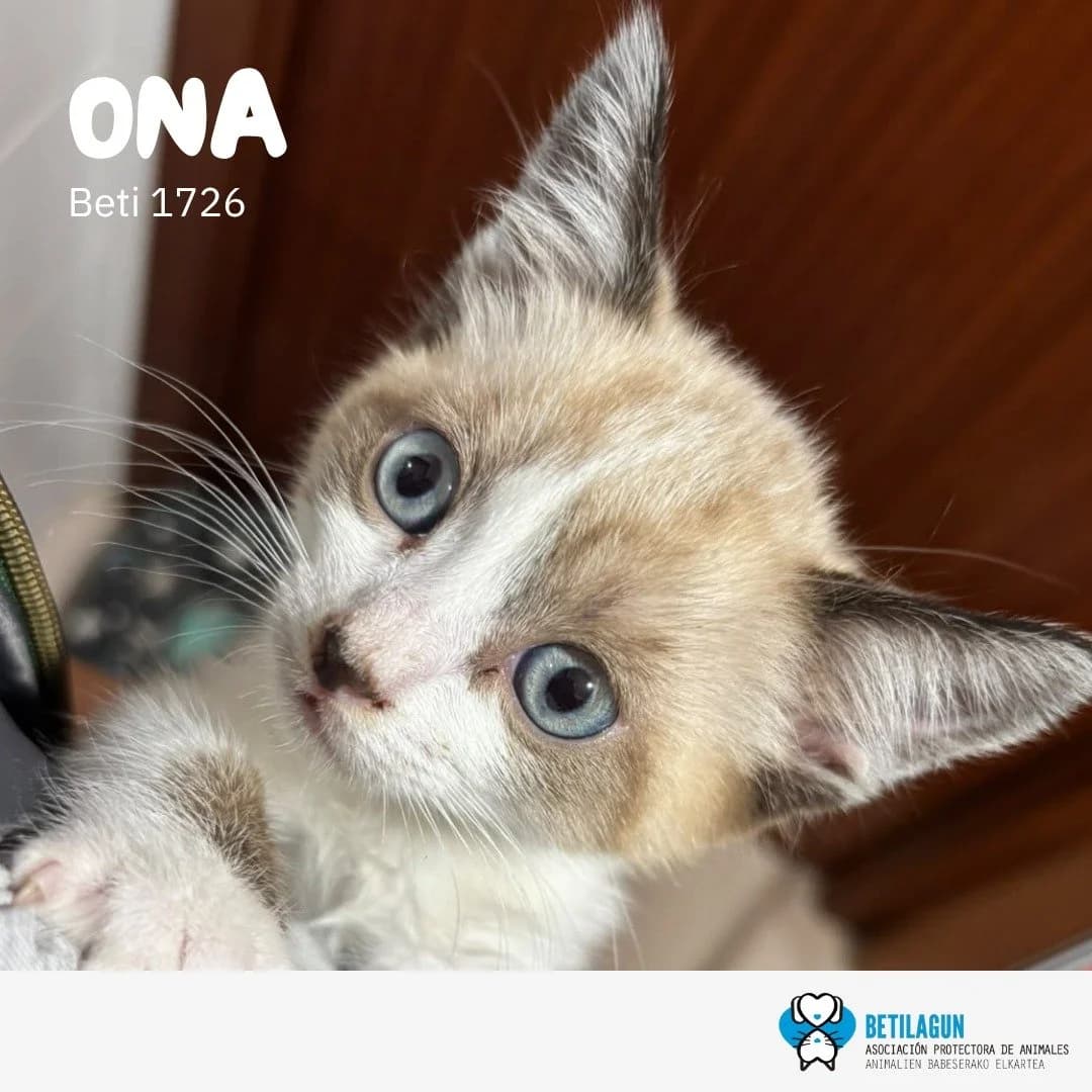 Ona, Mixed Breed for adoption at Betilagun