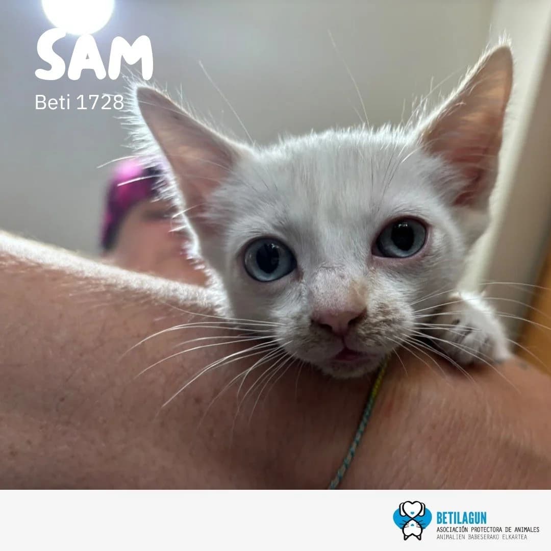 Sam, Mixed Breed for adoption at Betilagun